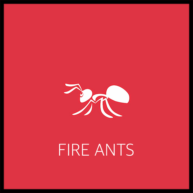 Texas Pest Control Courses | Fire Ants CEU Course